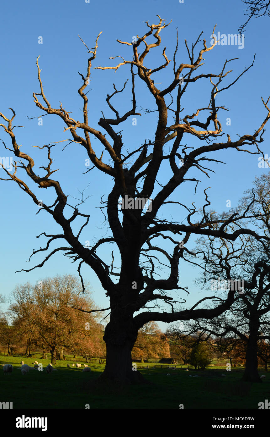 Die herbstlichen Baum, Nidderdale UK Stockfoto