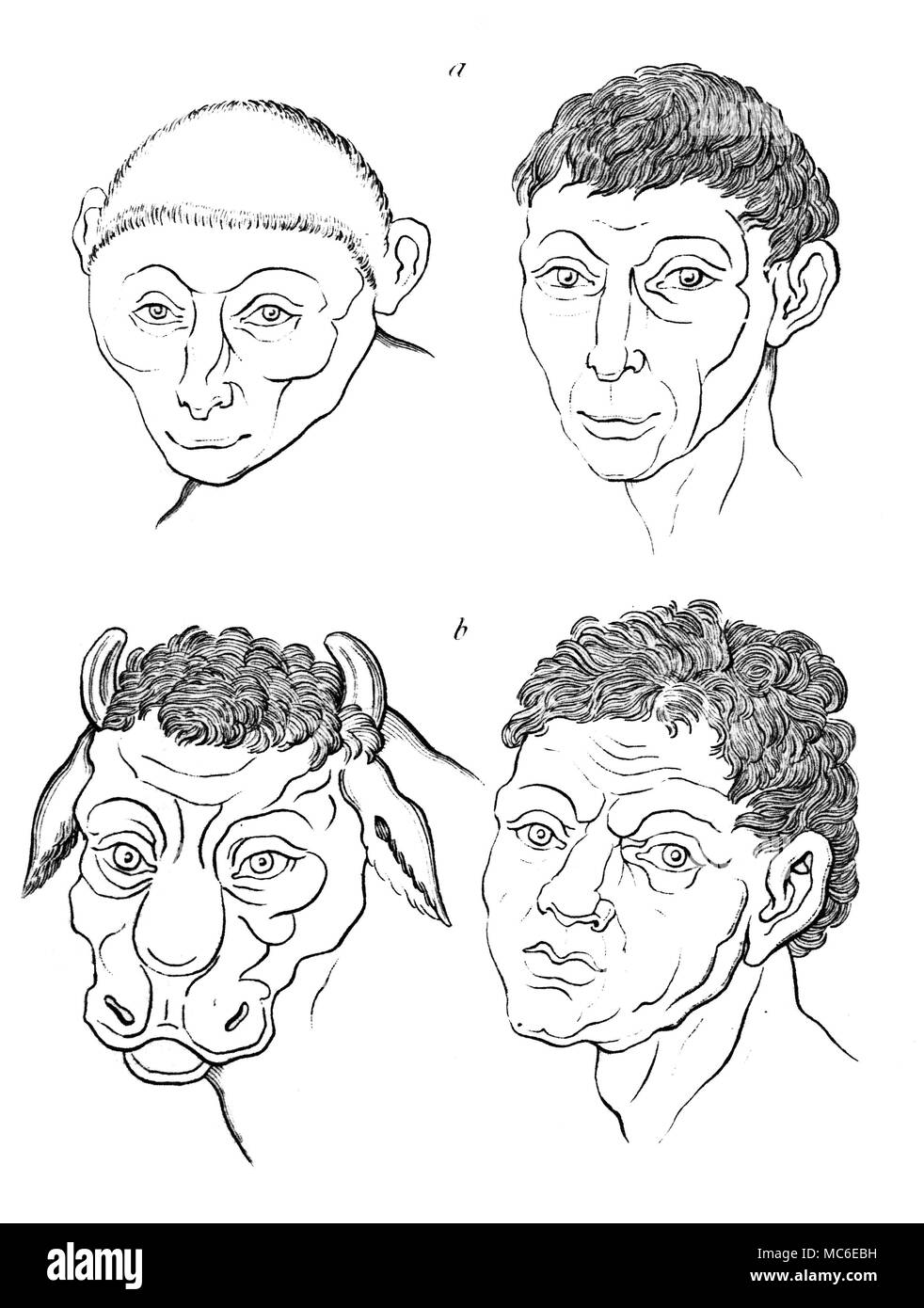 Physiognomie menschliche Gesichter im Vergleich mit den Köpfen der Tiere - in diesem Fall mit einem Affen und ein Stier. Von Johann Caspar Lavater, Essays über die Physiognomie, für das Wissen und die Liebe zur Menschheit, (Thomas Holcroft Trans.), 1850 zu fördern. Stockfoto