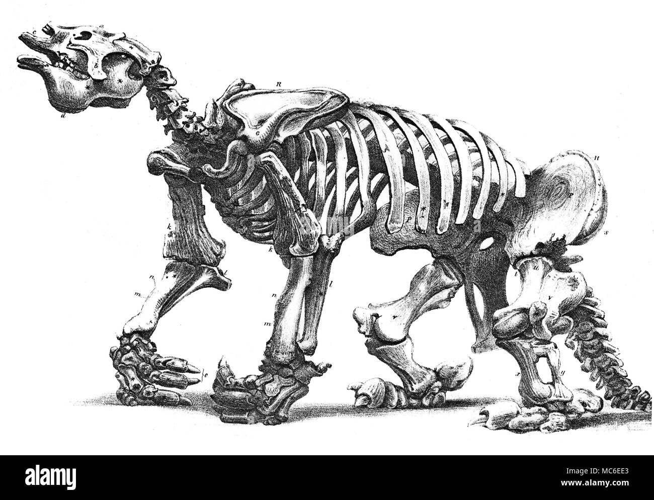 Monster Lithographie (von W.L. Walton) des Skeletts eines Megatherium, in der königlichen Hochschule der Chirurgen erhalten, nach einer Zeichnung von Waterhouse Hawkins. Ausziehbare Platte, von Francis T. Buckland, Geologie und Mineralogie, 1858. Stockfoto
