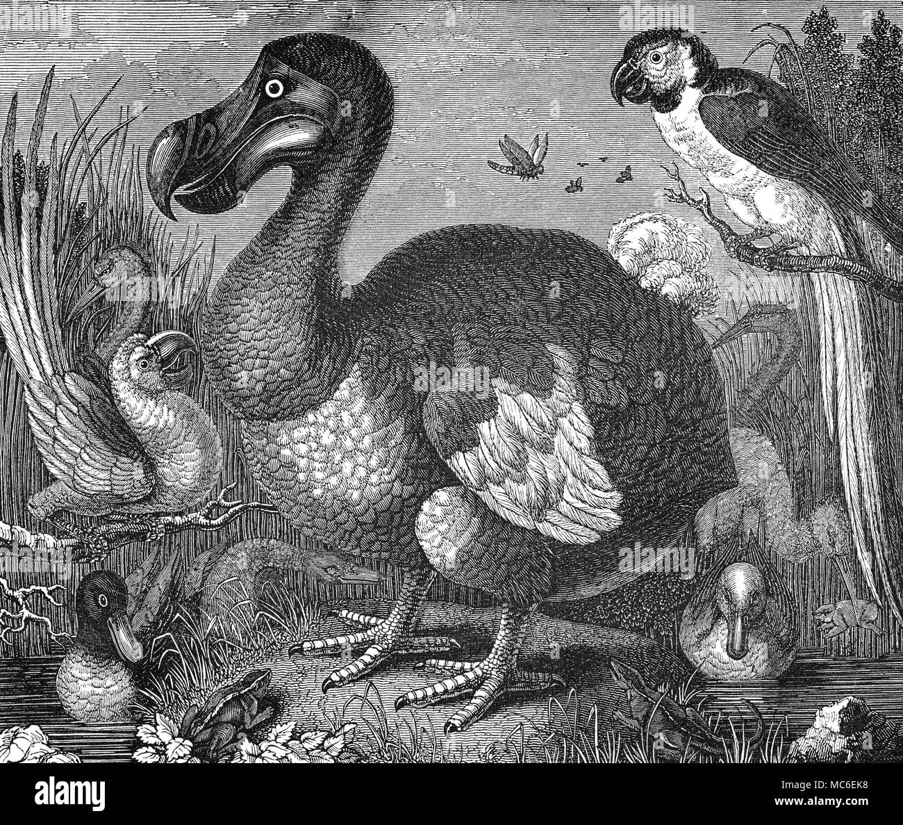 Merkwürdige PHÄNOMENE UND MONSTER der Dodo - ein Vogel, der über 1680 ausgestorben, nachdem Sie unersättlich für Fleisch und Federn gejagt. 19. jahrhundert Holzstich. Stockfoto