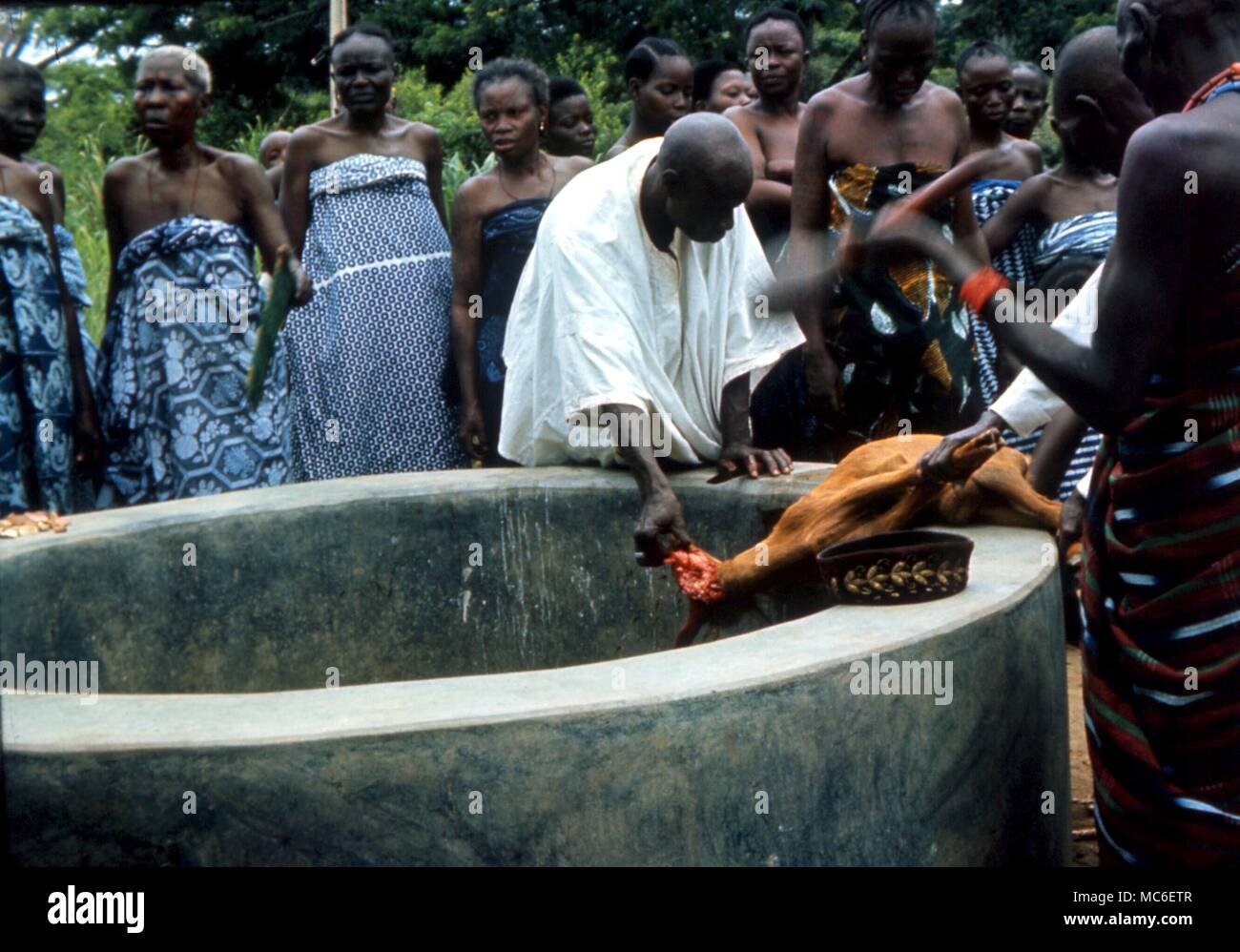 Afrikanische Magie - Sopono Anbeter, von einer Hexe gerichtet - Arzt, Opfern eine Ziege Stockfoto