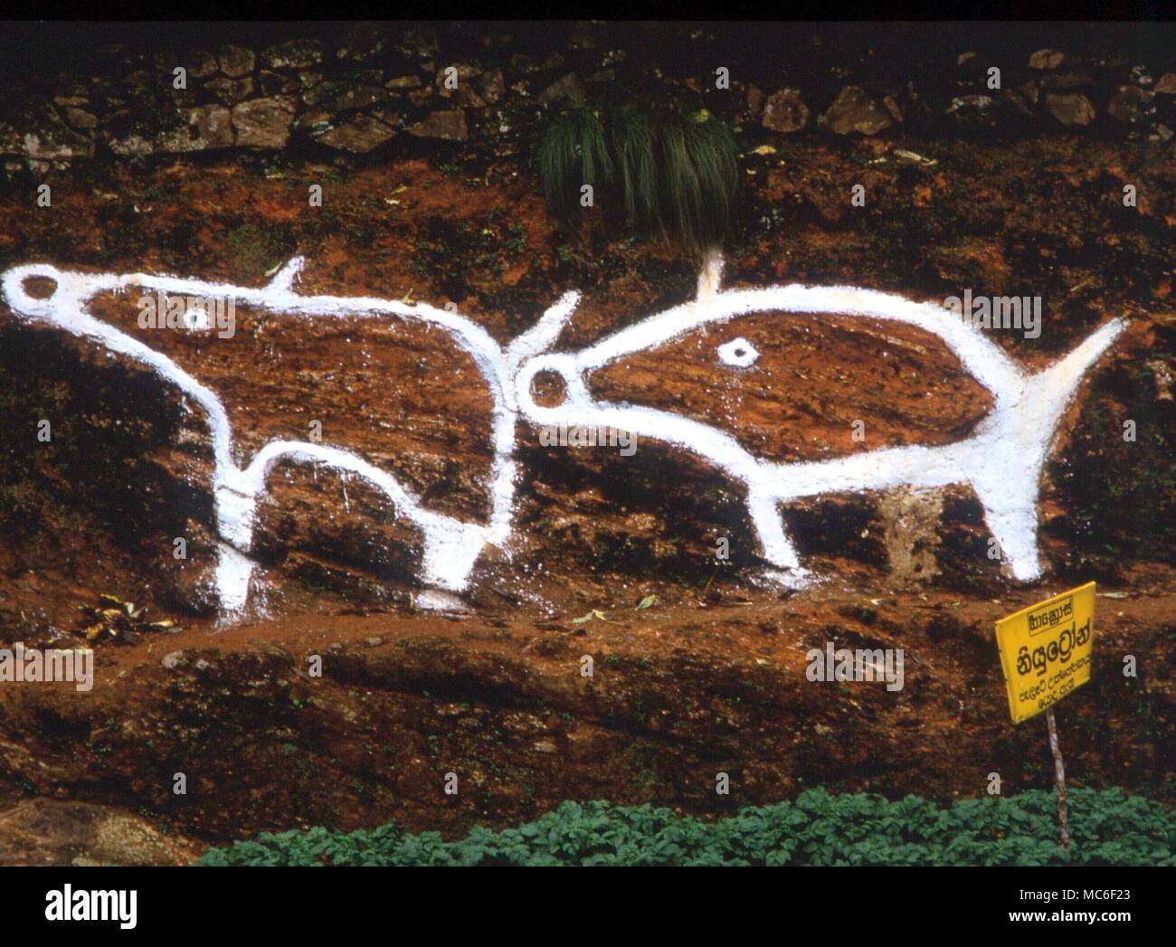 HILL ZAHLEN Schweine in den Felsen, mit Konturen im Weißen abgeholt. Wahrscheinlich gemacht ca. 1930 von teaplanters. Nuwara Eliya, Sri Lanka Stockfoto