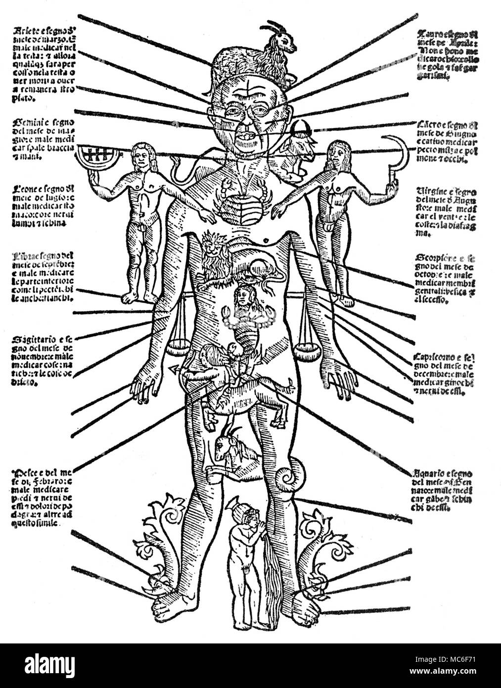 Sternzeichen Mann, mit jedem der zwölf Zeichen aufgeteilt, Teile der externen physischen Körper - zum Beispiel den Widder der Widder ist zum Kopf gerichtet, für dieses Zeichen hat die Herrschaft über die menschliche. 15. jahrhundert Holzschnitt. Stockfoto