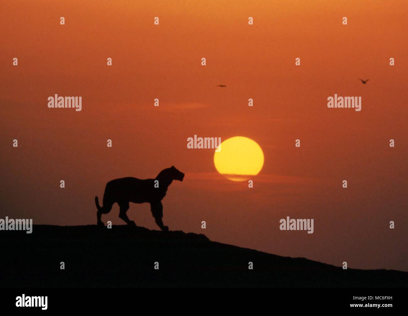Leopard im Sonnenuntergang Stockfoto