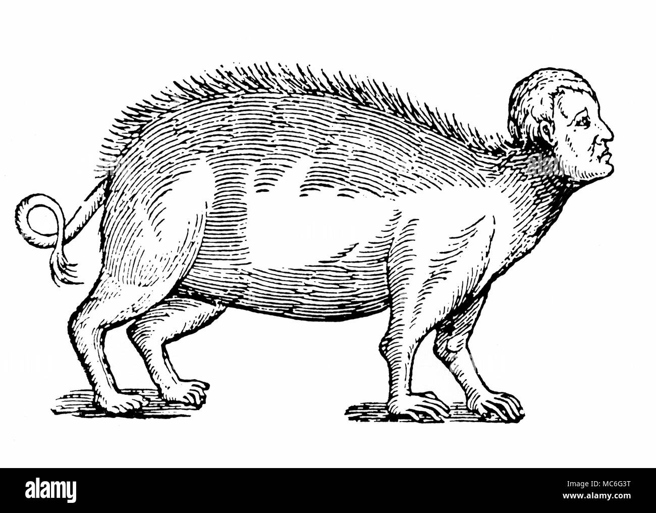 Monster - Mensch - vor Schweinen Monster Schwein mit menschlichem Gesicht und Hand, von Ambroise ParÃš, des Monstres, 1584 - in Englisch wie auf Monster und Wunder bekannt. Stockfoto