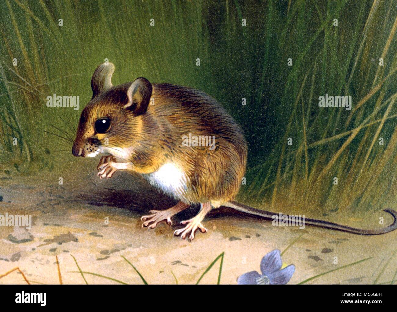 Tiere Maus britischen Holz Maus. Lithographischen drucken - Platte von J G Millais, "die Säugetiere von Großbritannien" Stockfoto