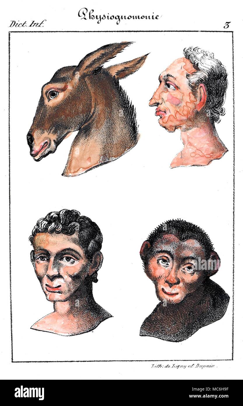Physiognomie - VERGLEICH MIT TIEREN zwei menschliche Köpfe im Vergleich mit Tieren ähnlicher Gesichts-Konfigurationen. Die Schlussfolgerung ist, dass der Mann an der Spitze von Rindern ist - das heißt, friedlich, aber nicht besonders hell. Das Mädchen an der Unterseite ist in gewisser Weise Schweine in der Natur. Lithographie, von Collin de Plancy Wörterbuch Infernale, 1863. Stockfoto