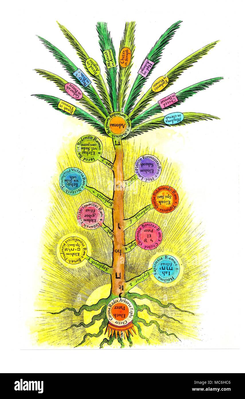 Kabbala - SEPHIROTHIC BAUM Handcolorierte Kupferstich von der kabbalistischen Sephirothic Baum, oder ein Baum des Lebens, von Robert Fludd, De praeternaturali utriusque mundi Historia, 1621. Der Baum ist zu Recht (von einer okkulten Sicht) wie immer nach unten, mit seinen Wurzeln im Himmel, für die in Bezug auf der kabbalistischen System dargestellt, ist es auf diese Weise, dass alle geschaffenen Dinge wachsen, darunter Männer und Frauen. Der Austritt der Zweige der Palm Tree ist mit Sound, für die niedrigste Sephirah (Malkuth - hier Malcuth, geregelt durch Adonai) explodiert nach außen die zehn Sephiroth mit dem Demonstrieren verbunden Stockfoto