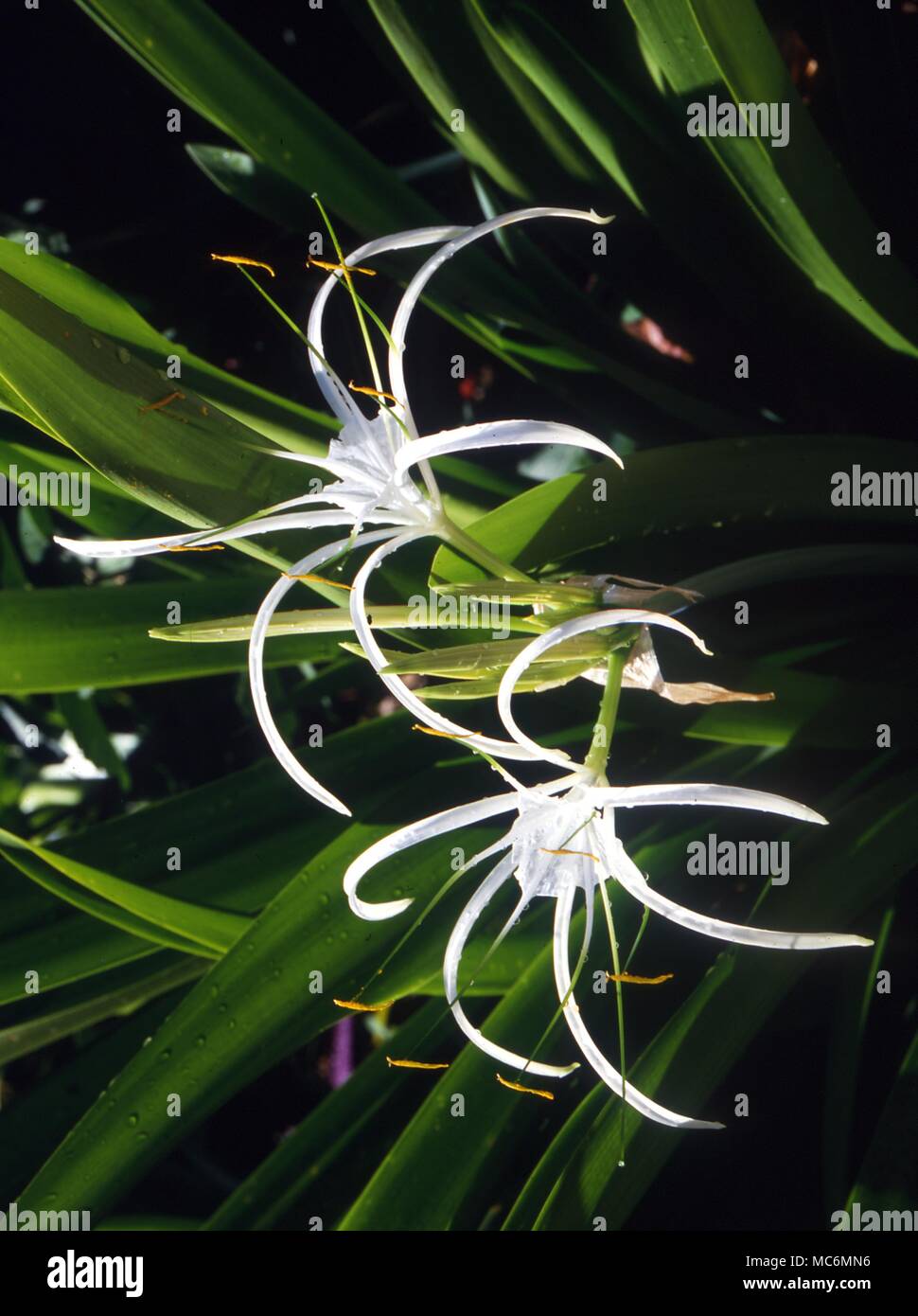 Blumen - Lilien - Â® Charles Walker/ Stockfoto