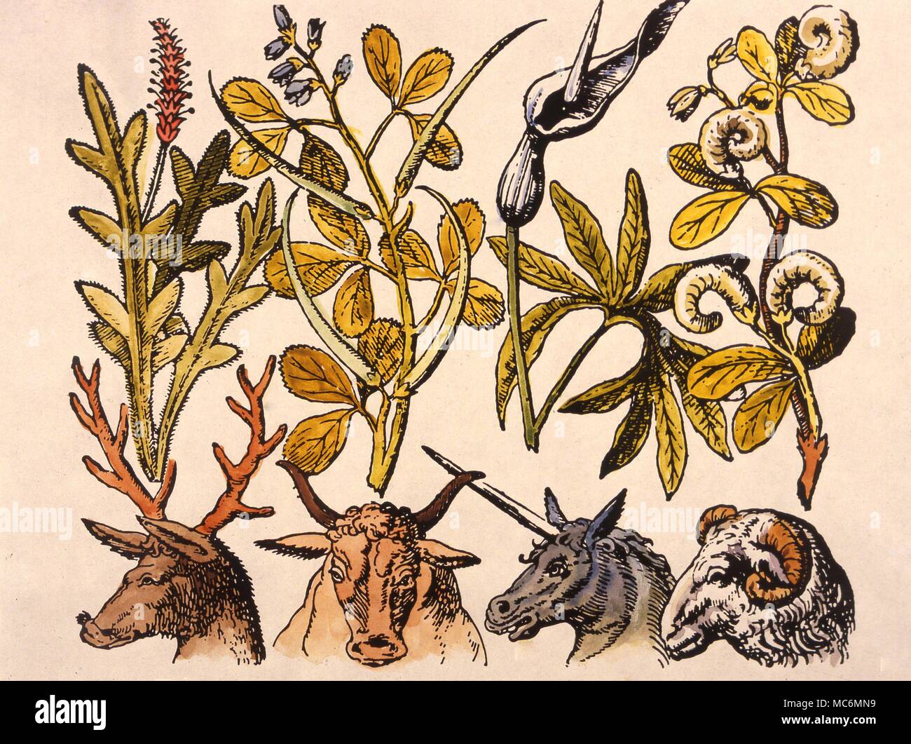 Kräuter, Pflanzen und Tiere, Ende des 16. Jahrhunderts zu drucken. Stockfoto