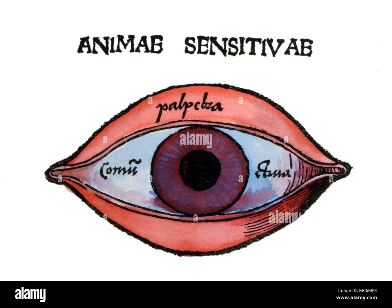 Medizinische Diagramm über den Teil des menschlichen Auges in die Seele. Von Gregor Reisch, 'Margharita Philosophica" "1504" Stockfoto