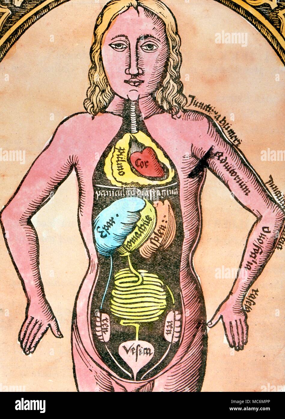 Medizinische. Mittelalterliche Zeichnung der inneren Organe, nach Galen 1520 Stockfoto