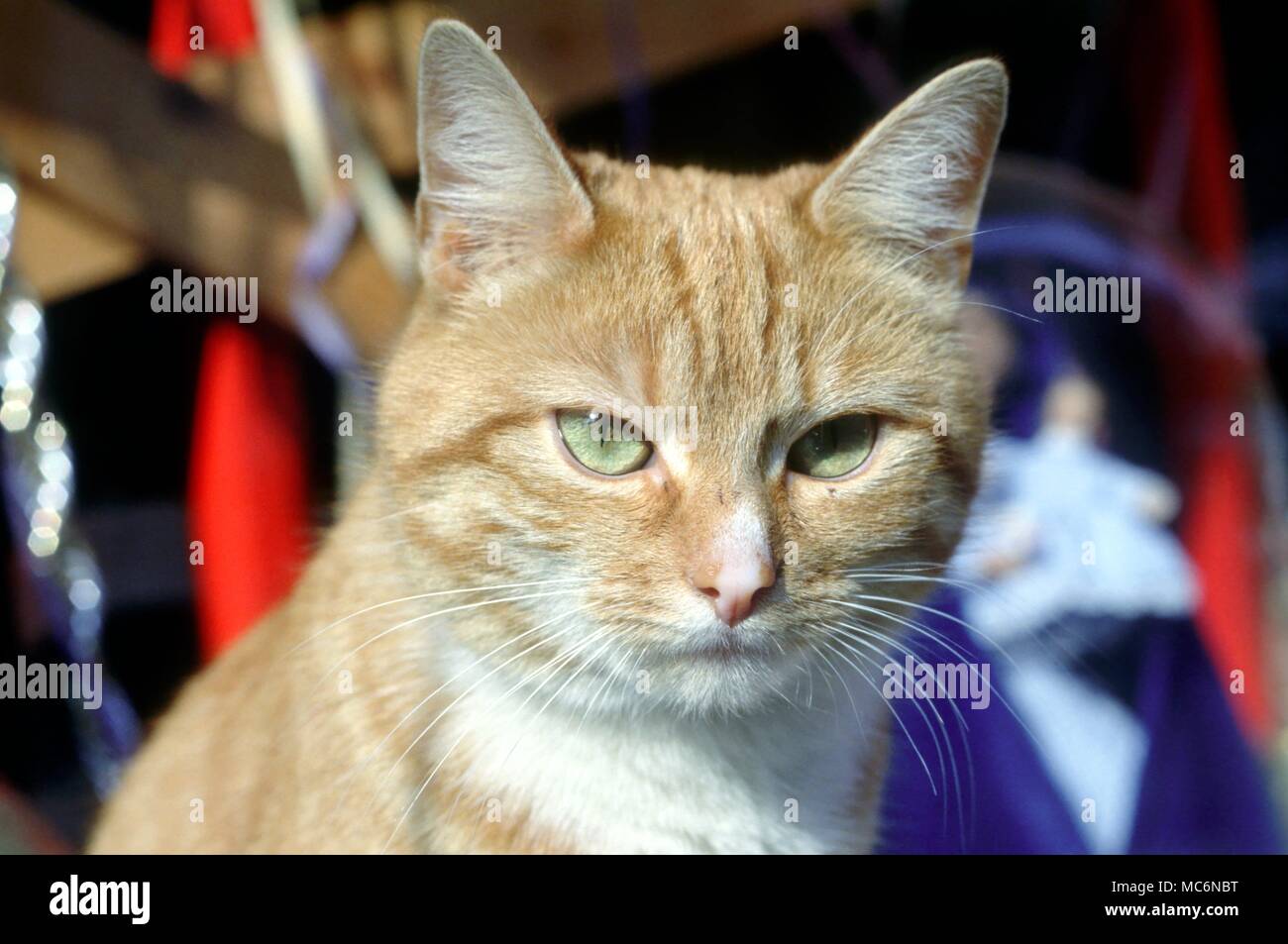 Ingwer-Katze Stockfoto