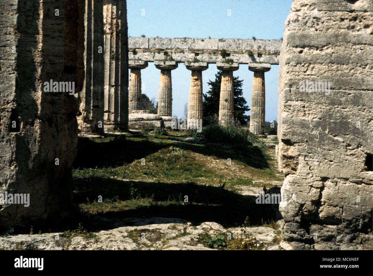 Italien Paestum der griechischen Tempel der Hera die sogenannte Basilika in Paestum sourthern Itally Stockfoto