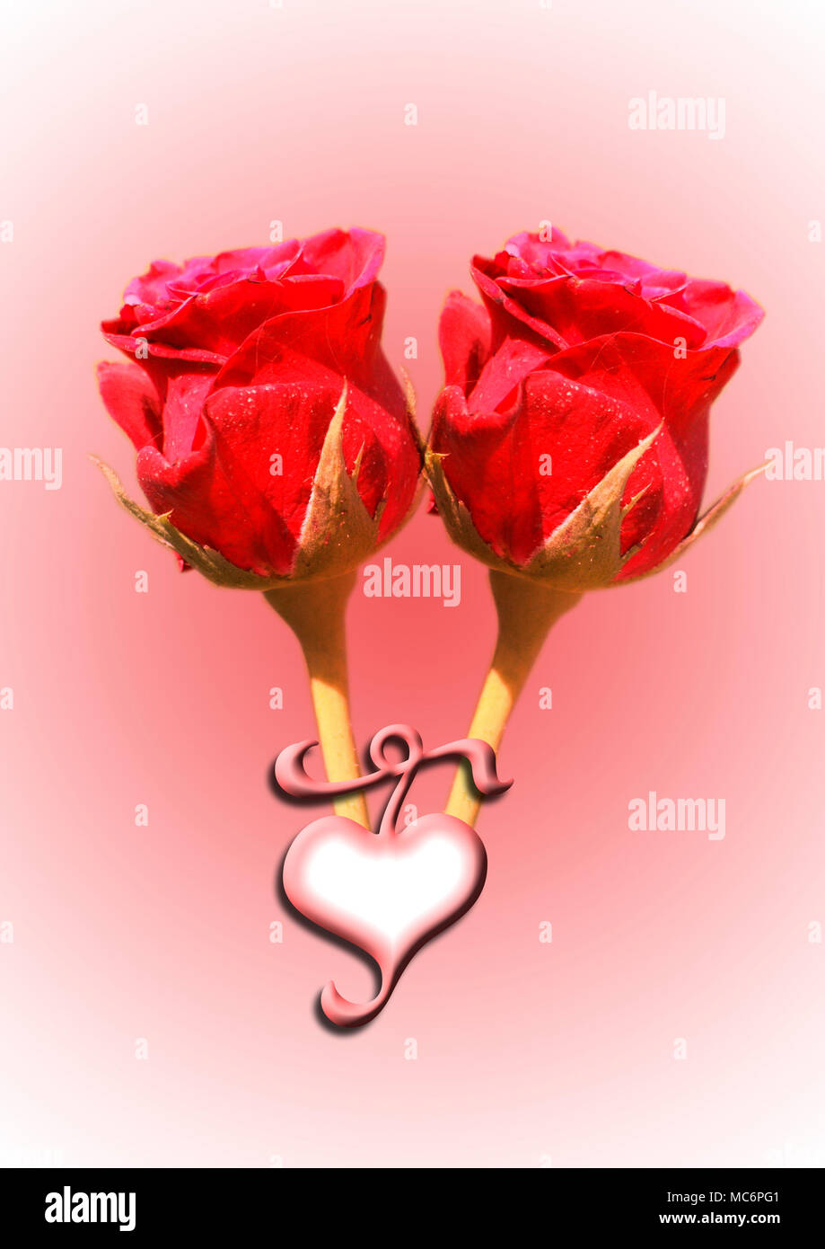 Rosen mit Herz Stockfoto