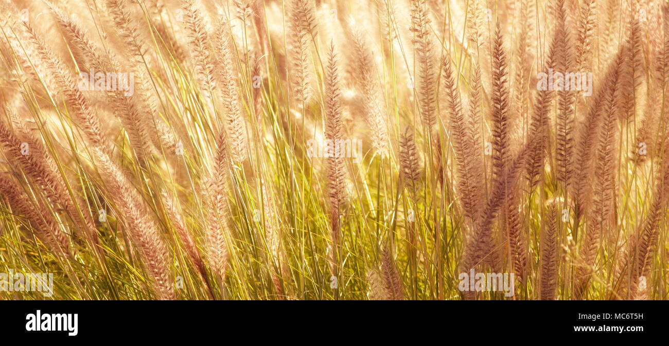 Afrikanische Brunnen Gras, Pennisetum setaceum, ein invase Gras wachsen wild auf Gran Canaria, Kanarische Inseln, Spanien. Stockfoto