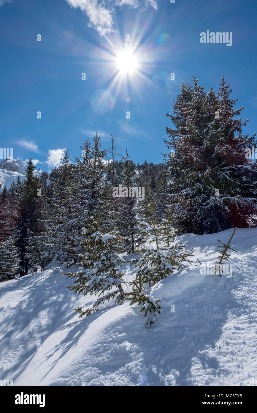 Schnee beladenen Bäume oberhalb von La Tania in Sun Stockfoto