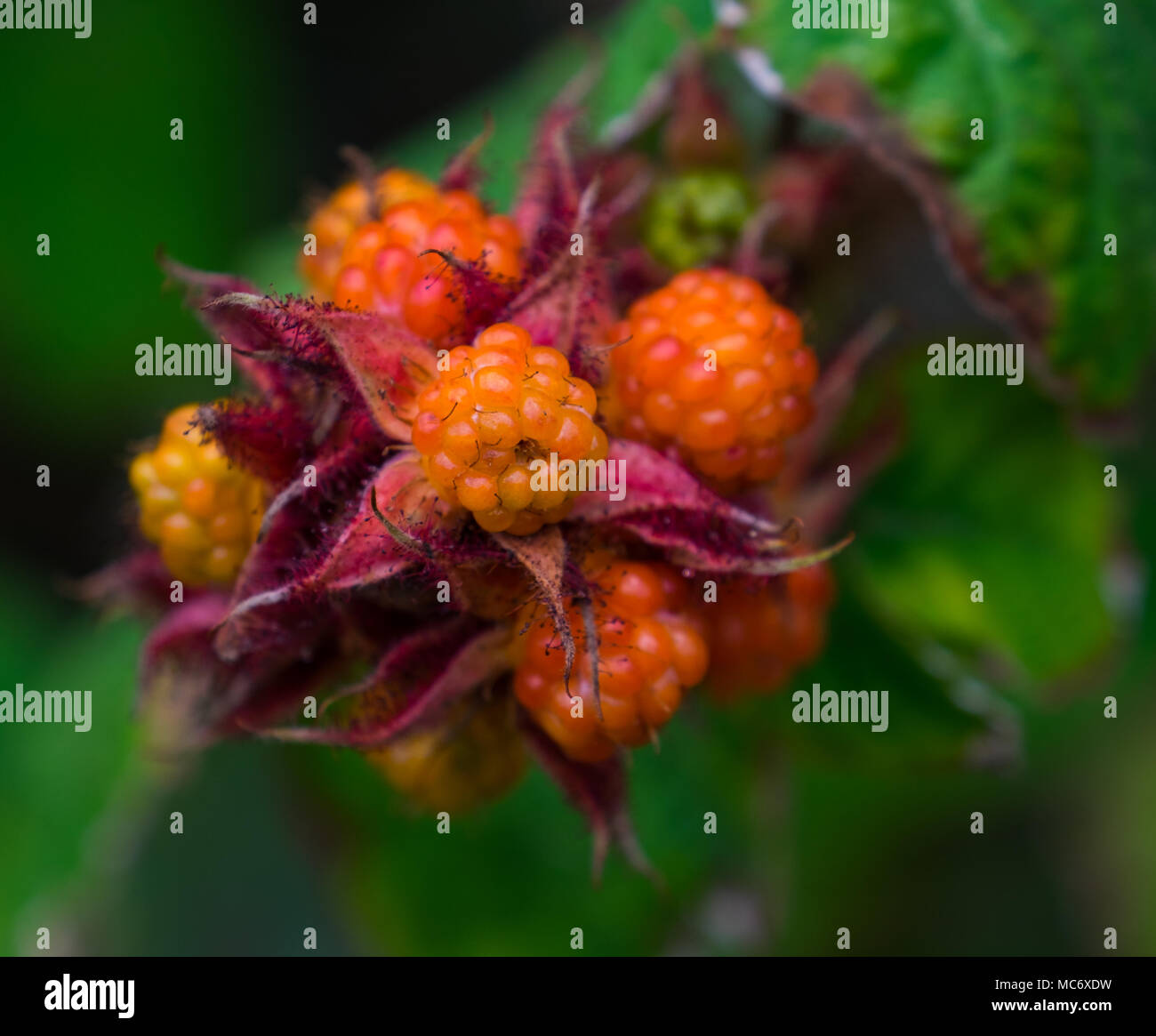 Helles Orange Himbeere wie Fruchtkörper Beeren innerhalb rote Blätter und Green Bush Stockfoto