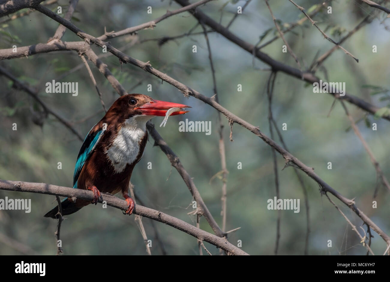 White-Throated Kingfisher (Halcyon smyrnensis) Fisch zu essen. Stockfoto