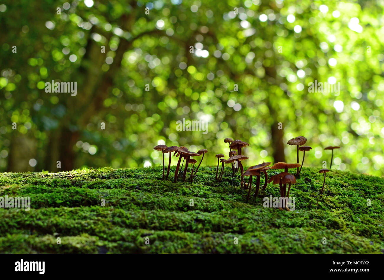 Fairy Tinte cap Pilze, Coprinellus, wächst auf einem Bemoosten gefallenen Baum in gemäßigten Regenwald, Bola Creek, Royal National Park, NSW, Australien Stockfoto