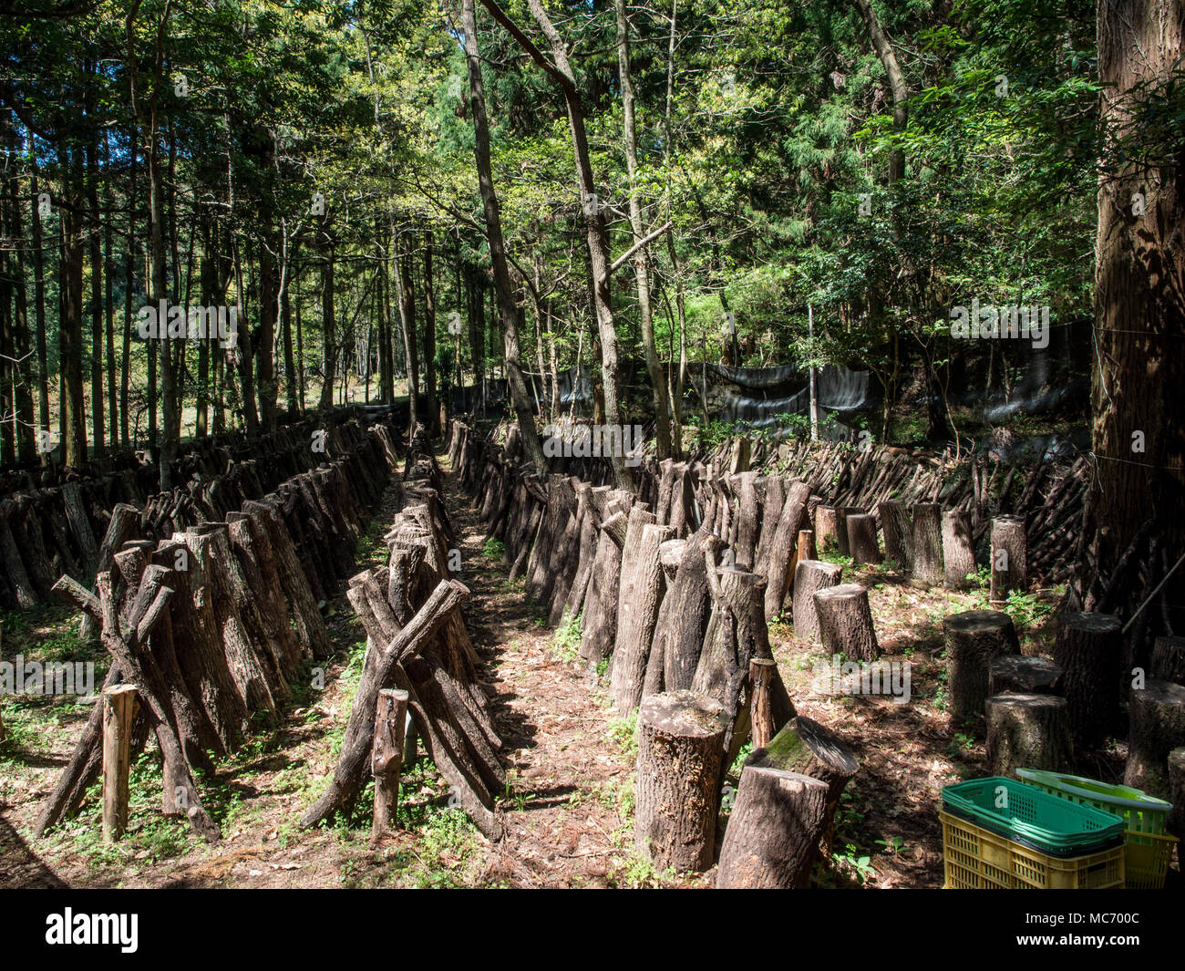 Shiitake Pilzzucht auf Sägezahn Eiche, Kunisaki, Oita, Kyushu, Japan Stockfoto