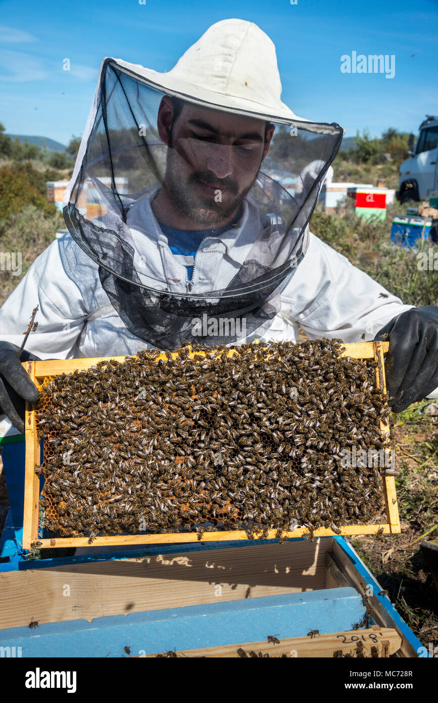 Ein imker Entfernen von Honigbienen aus dem Bienenstock zur Inspektion. In der Nähe von Kardamyli in der äußeren Mani, Peloponnes, Griechenland Stockfoto