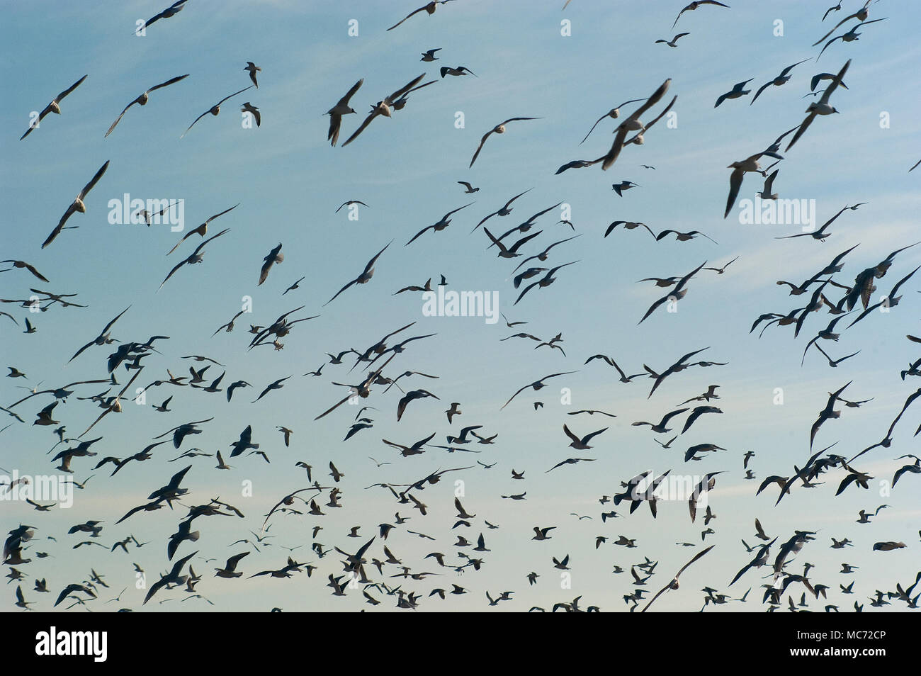 Gruppe schwarz-headed Möwen Stockfoto