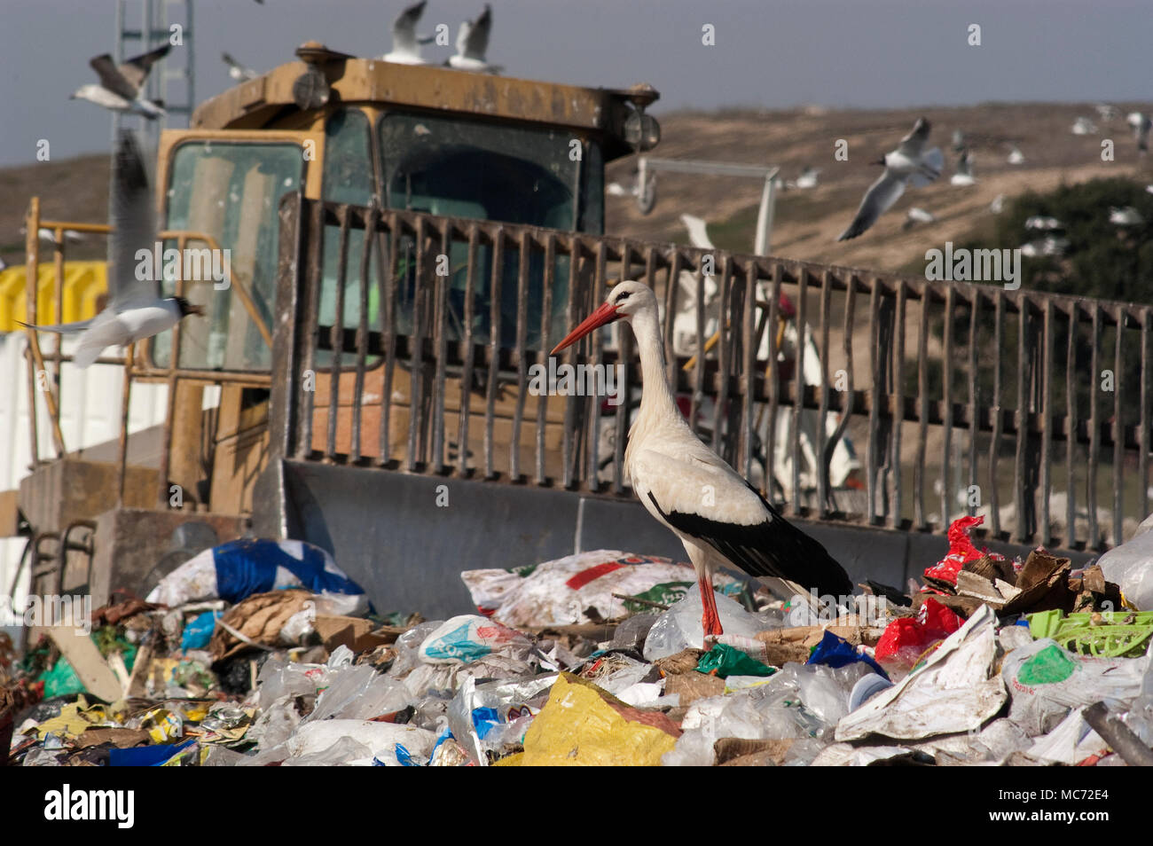 Storch auf der Suche nach Essen im Müll Stockfoto