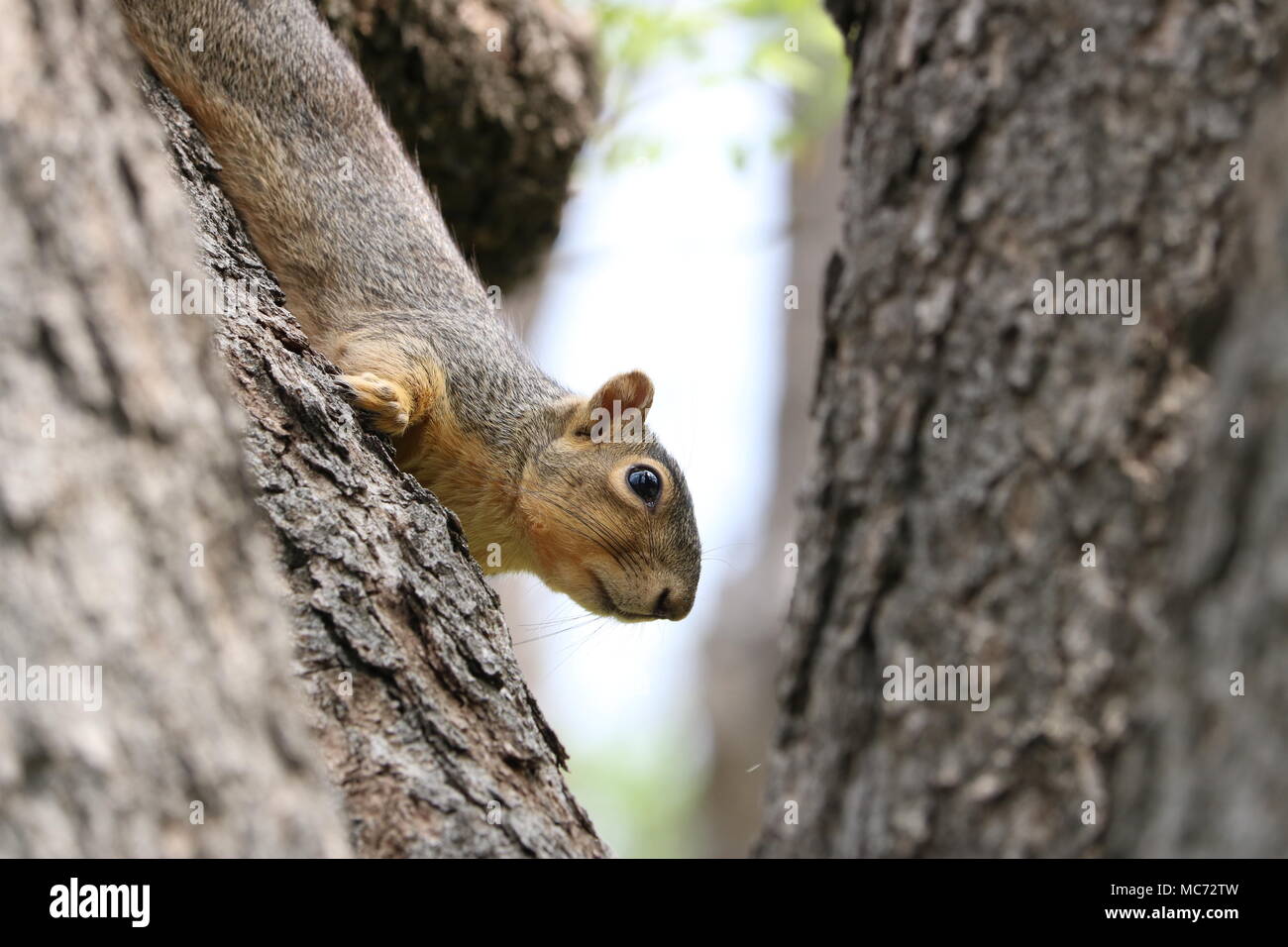 Erschrocken Eichhörnchen im Baum in selektiven Fokus Stockfoto