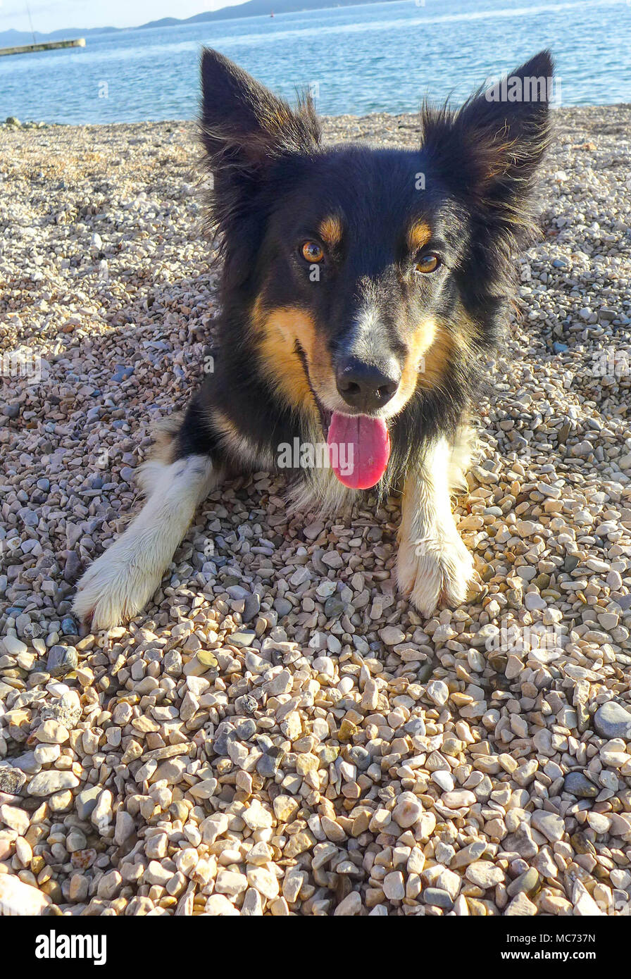 Hund am Strand Stockfoto