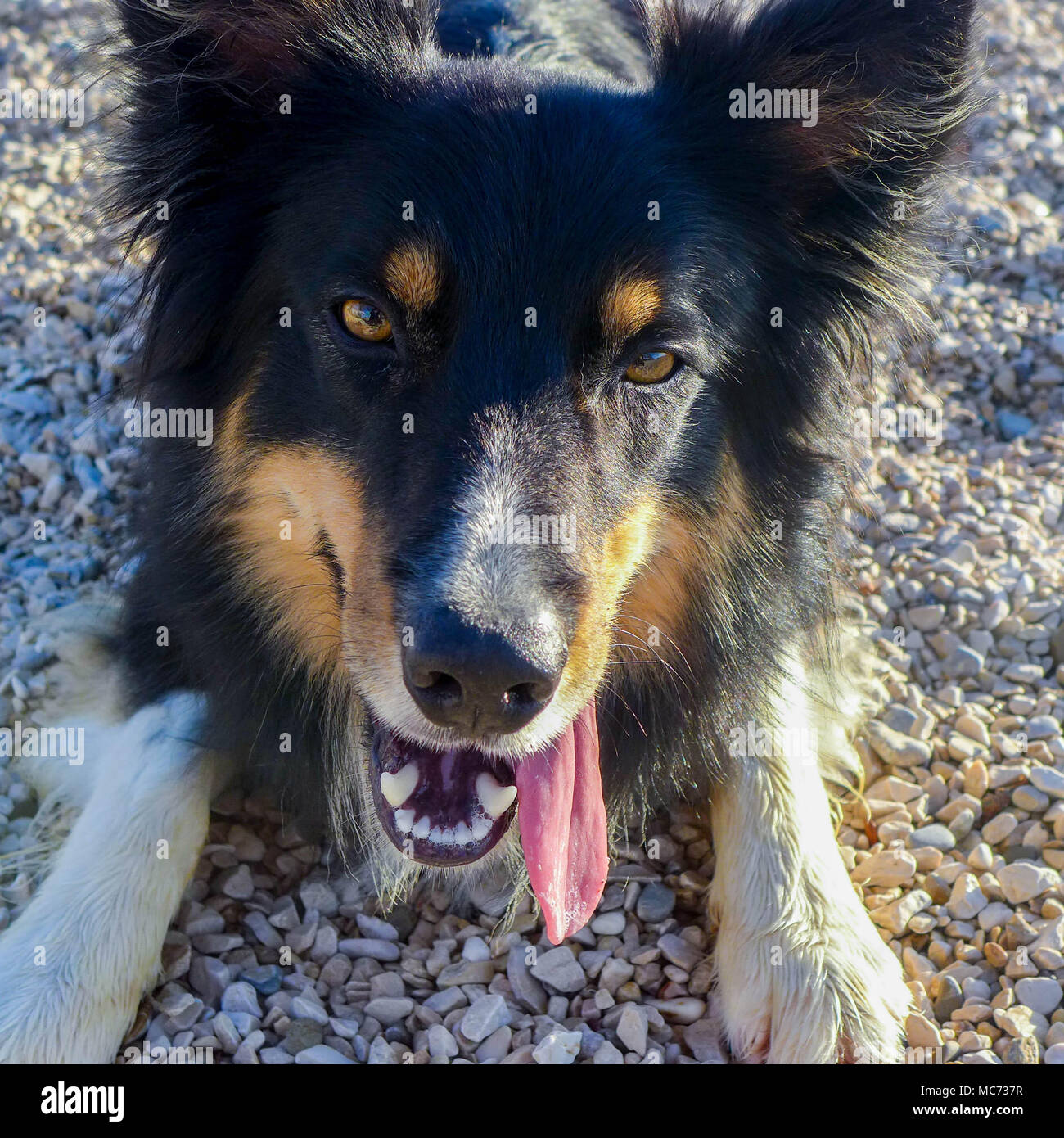 Hund am Strand Stockfoto