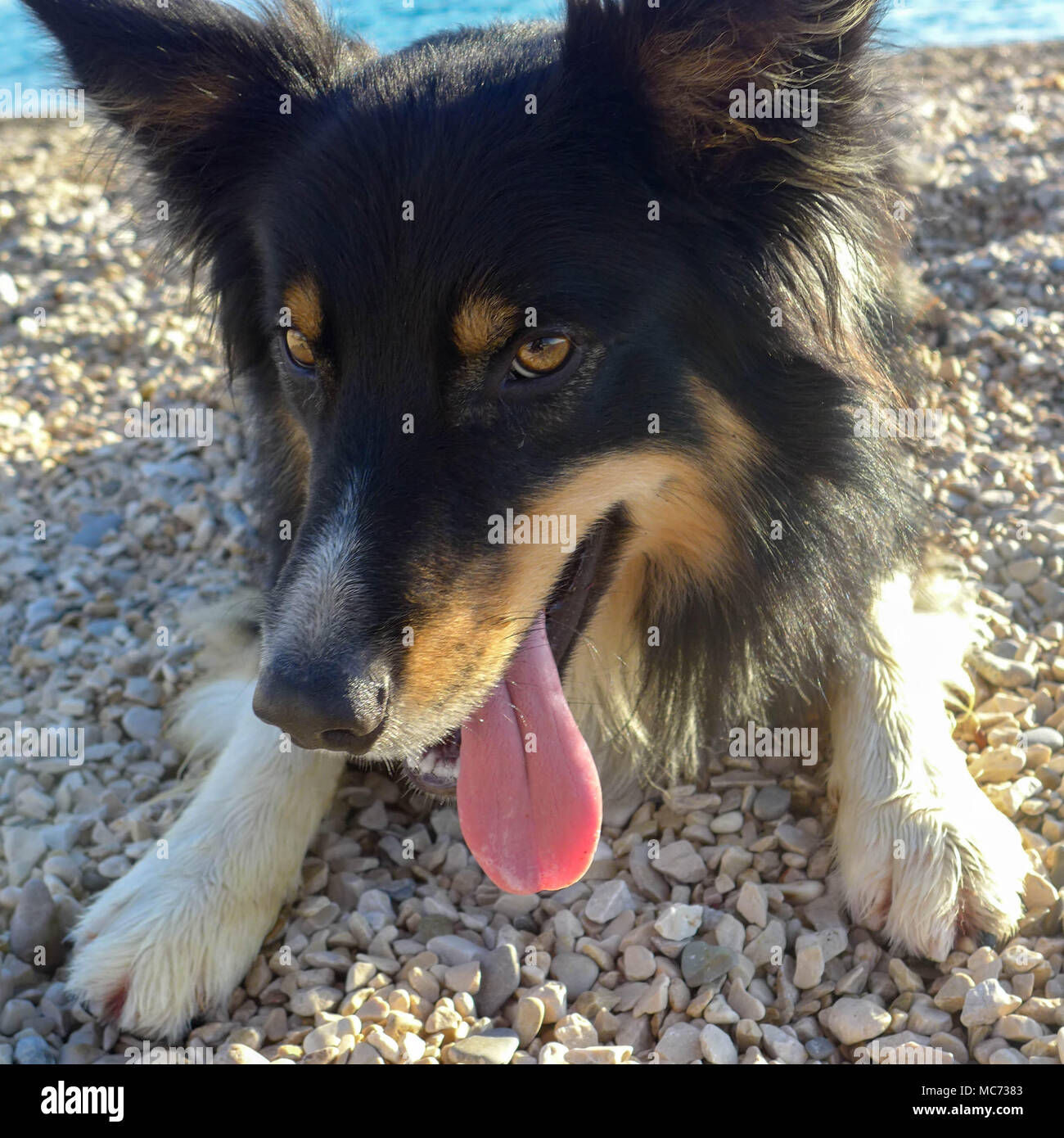 Hund am Strand Stockfoto