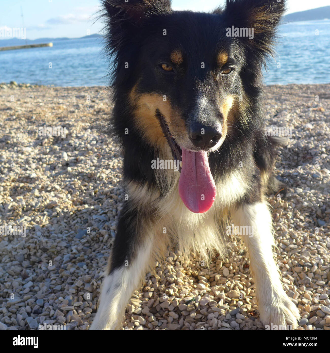 Hund am Strand Stockfoto