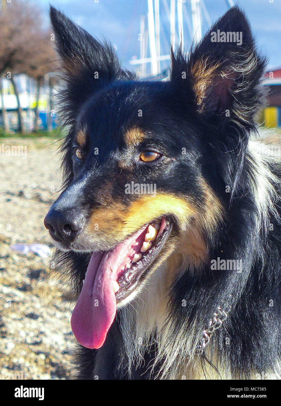 Hund am Strand Stockfoto