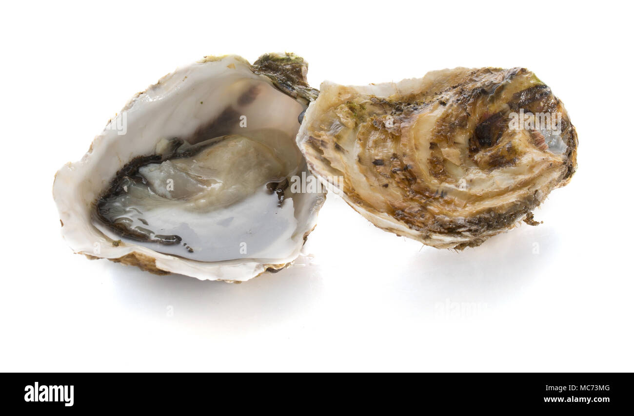 Eine offene und eine geschlossene Auster Auster auf weißem Hintergrund Stockfoto