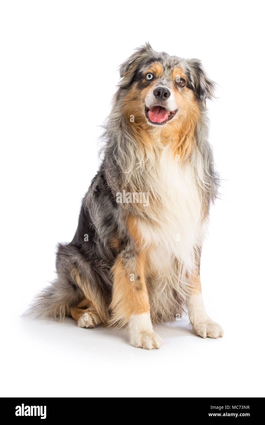 Australian Shepherd blue merle sitzt auf weißem Hintergrund Stockfoto