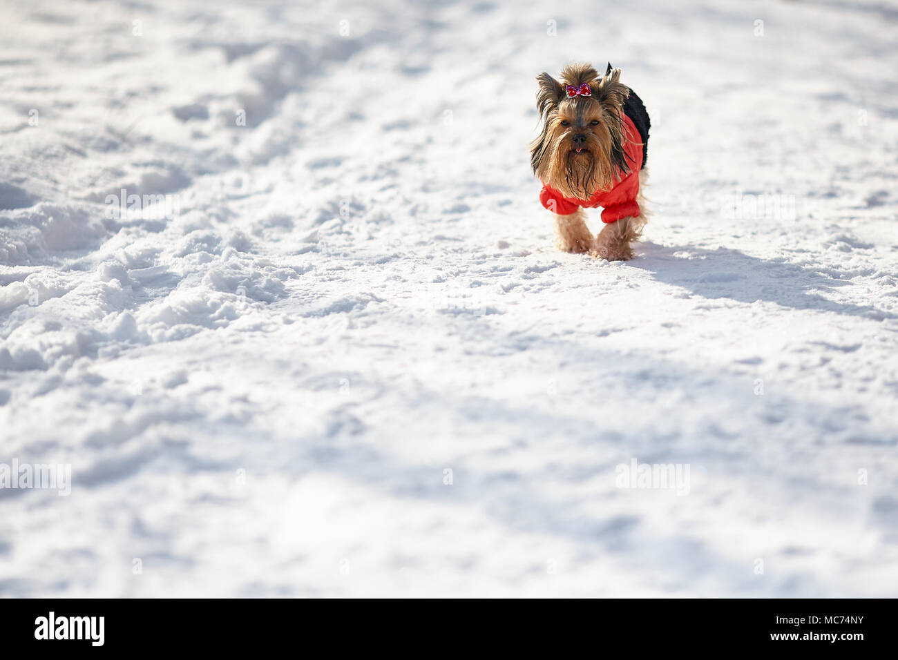 Yorkshire Terrier ist das Spielen im Schnee im Winter Landschaft und Ausführen Stockfoto