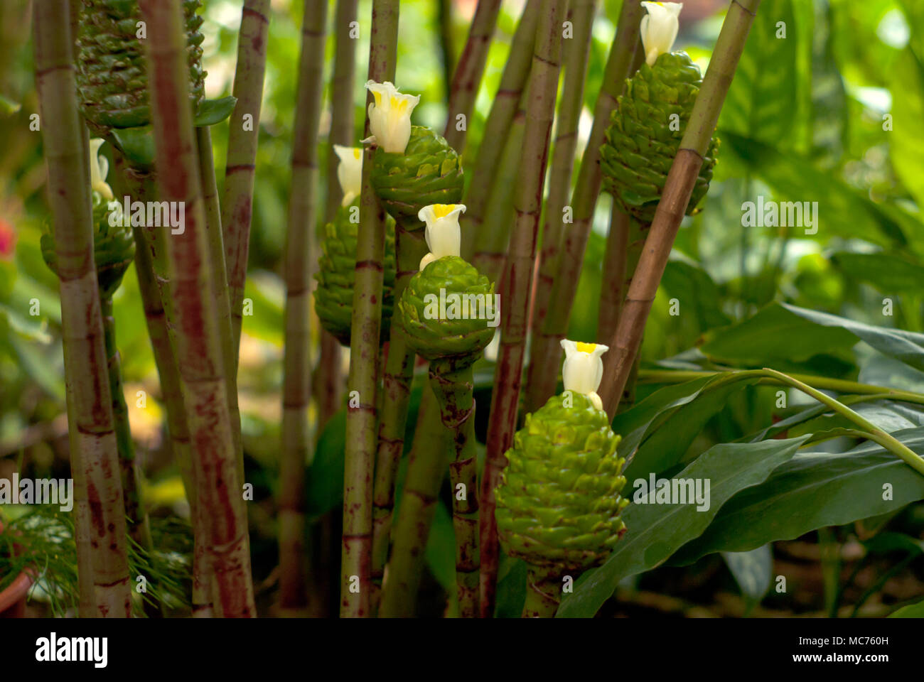 Sehr ungewöhnlichen Blumen Costus dubius (auch genannt Spirale gingers) unter den artikulieren Stiele Stockfoto