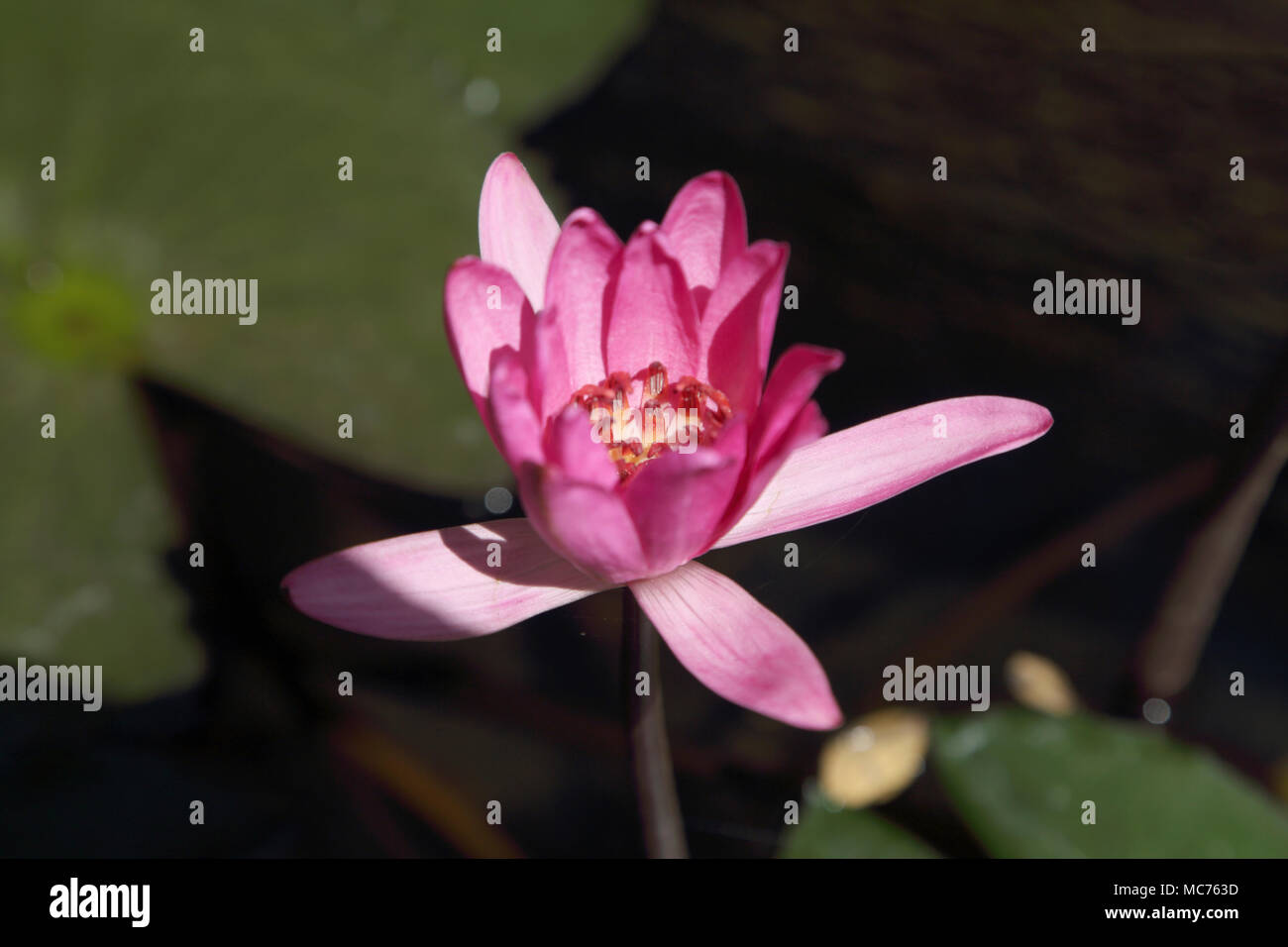 Sigiriya North Central Provinz Sri Lanka Lotus Blume in See Stockfoto