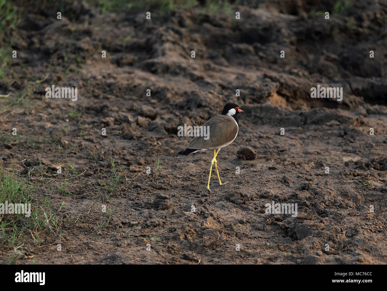 Minneriya National Park North Central Provinz Sri Lanka rot Gelbstirn-blatthühnchen Kiebitz (Vanellus Indicus) Stockfoto