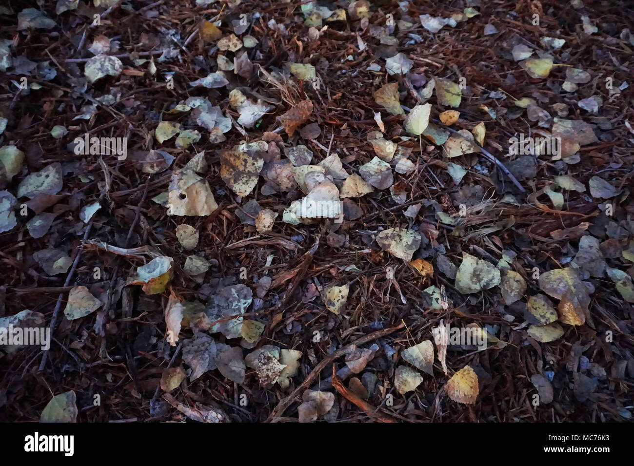 Herbstlaub und Mulch Stockfoto