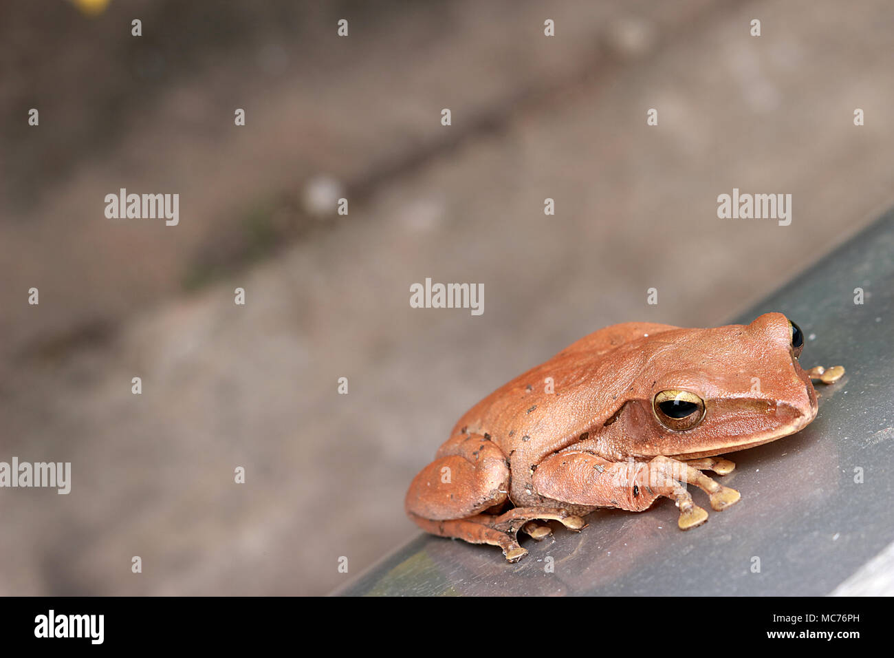 Braun Frosch auf der Seite des Wagens. Stockfoto