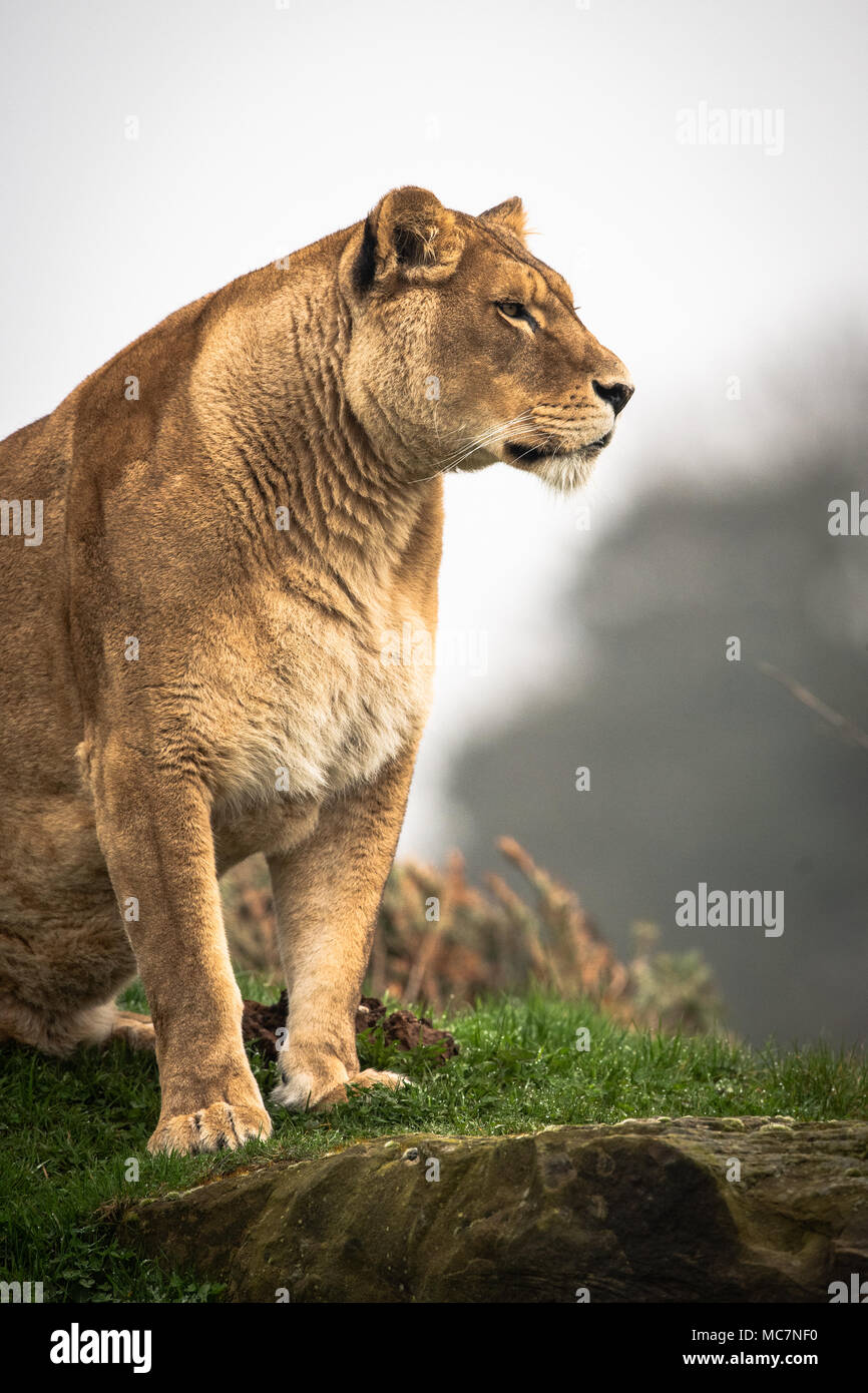 Löwin beobachten, was los ist Stockfoto