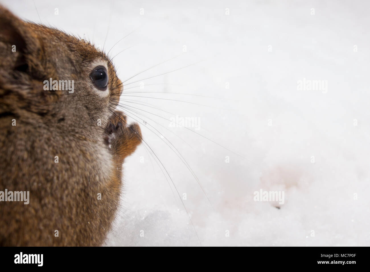 MAYNOOTH, ONTARIO, Kanada - 12. April 2018: ein rotes Eichhörnchen (Tamiasciurus hudsonicus), Teil der Sciuridae Familie Grünfutter für Lebensmittel. (Ryan Carter) Stockfoto