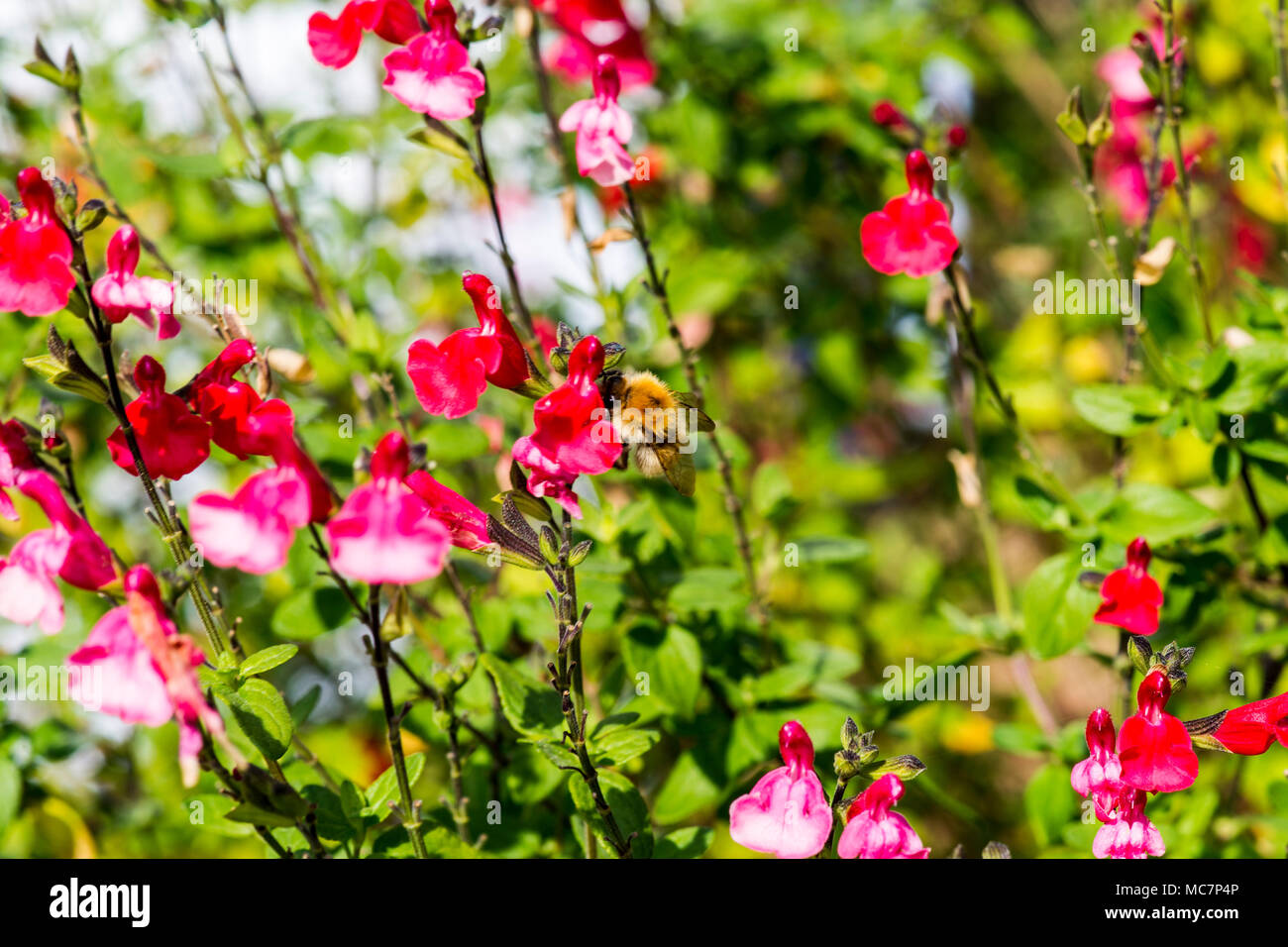 Blumen mit Bienen Stockfoto