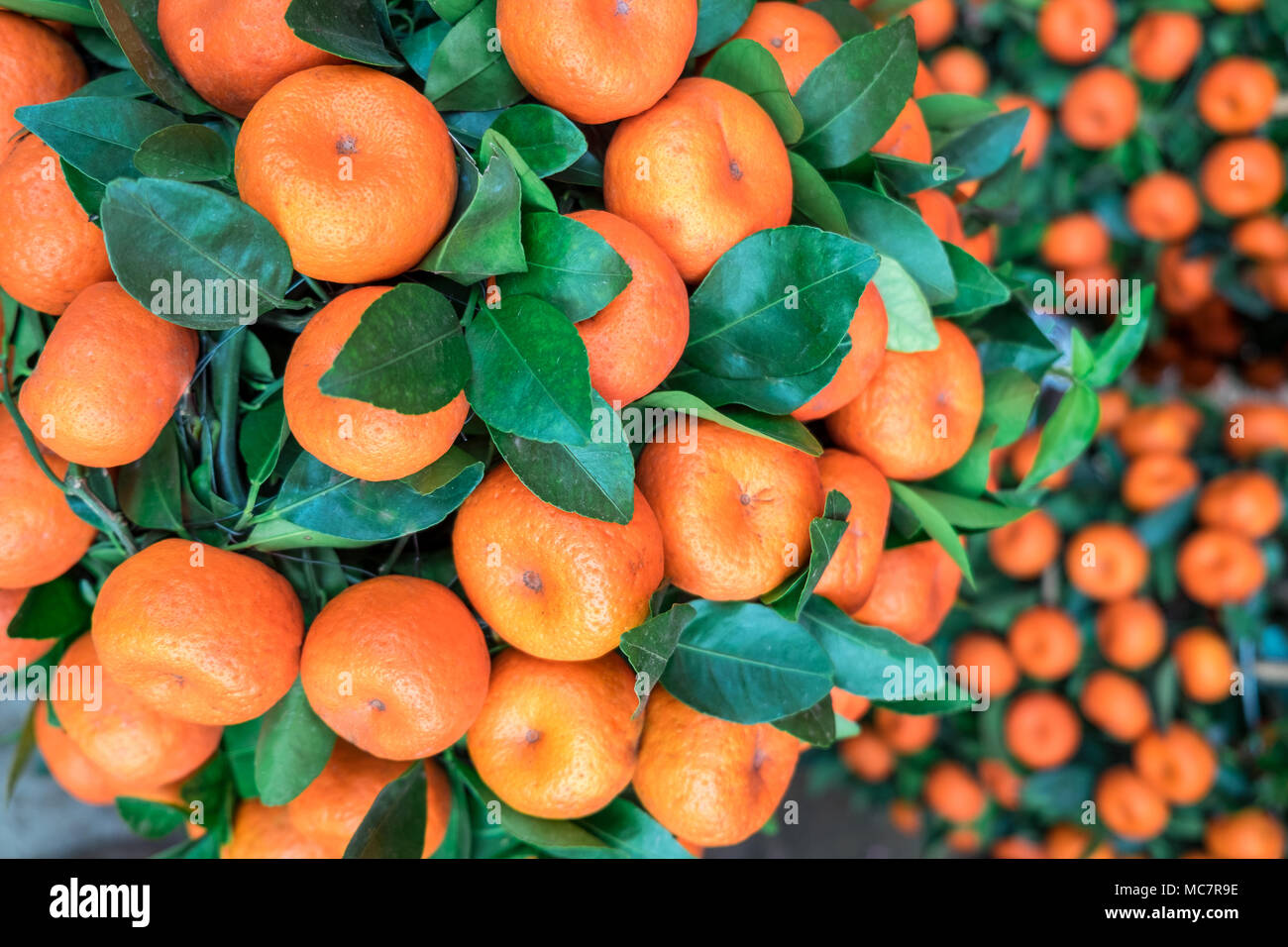 Dekorative Mandarinenbäume. Symbol für Gold, Geld, Reichtum in der chinesischen Kultur. Das chinesische Neujahr Konzept. Stockfoto