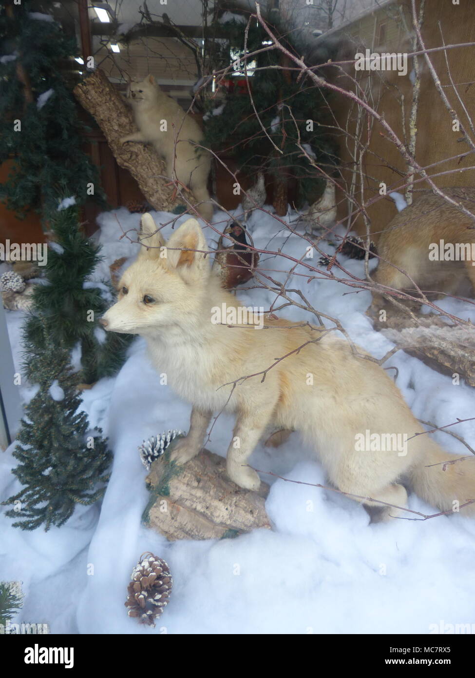 Ausgestopften Fuchs Stockfoto