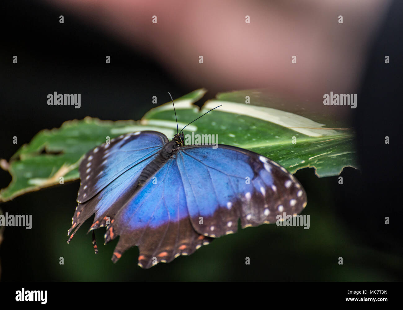 Blaue morpho (Morpho peleides) tropischer Schmetterling auf ein großes grünes Blatt Stockfoto