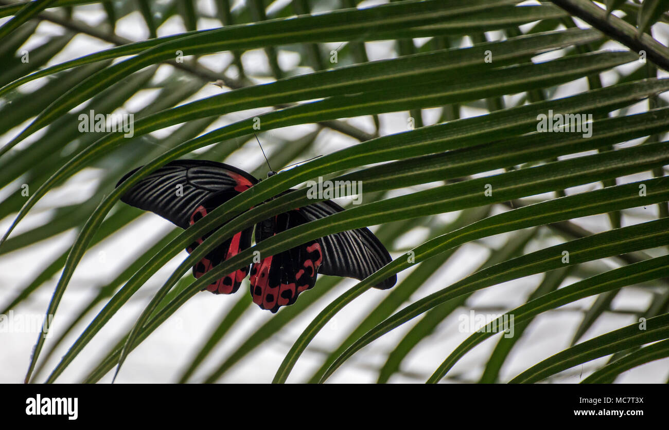 Rote und schwarze Schwalbenschwanz Schmetterling thront auf einem gestreiften Palm Zweig. Dies ist von unten gesehen. Stockfoto