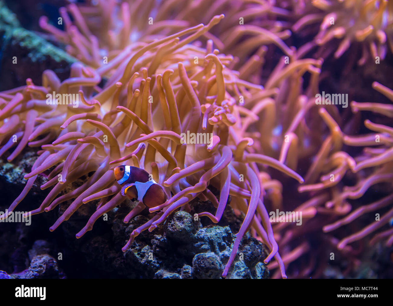Clownfisch (Anemonenfisch) Schwimmen vor der Seeanemone in einem Aquarium. Stockfoto